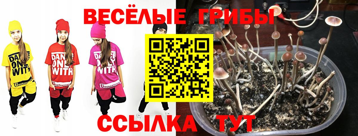 Псилоцибиновые грибы Cubensis Нурлат